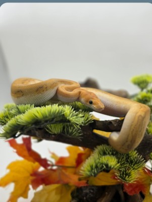 animal image