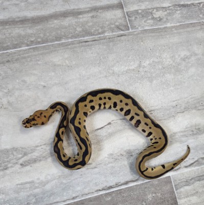 animal image