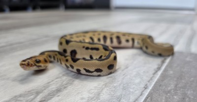 animal image