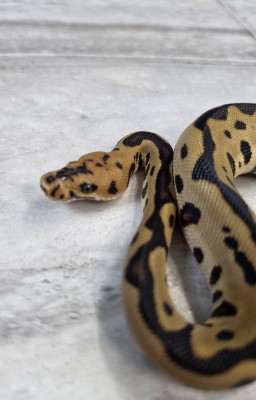 animal image
