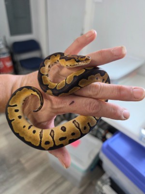 animal image