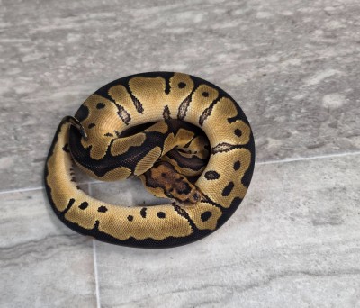 animal image