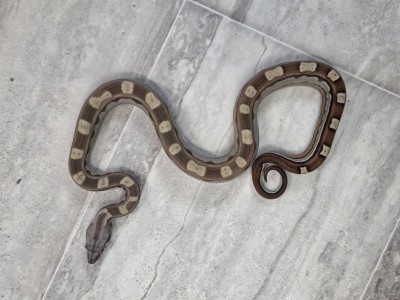 animal image