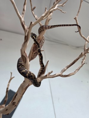 animal image