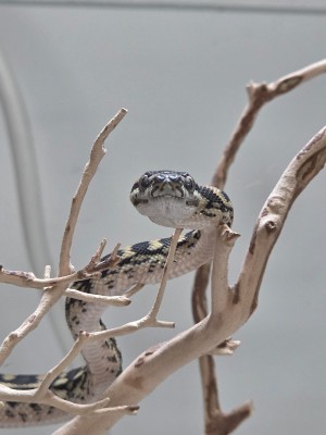 animal image