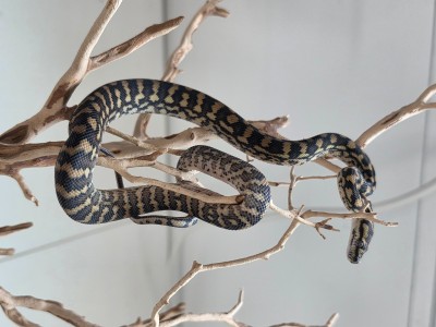 animal image