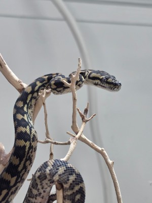 animal image
