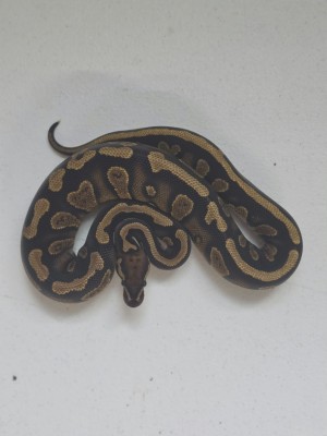 animal image