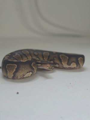 animal image