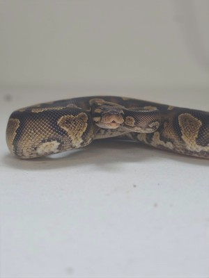 animal image