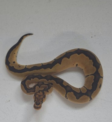 animal image