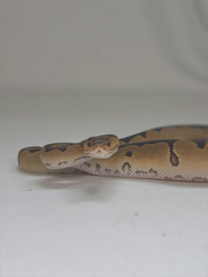animal image