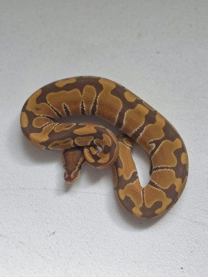 animal image