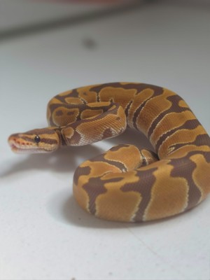animal image