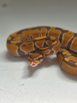 animal image