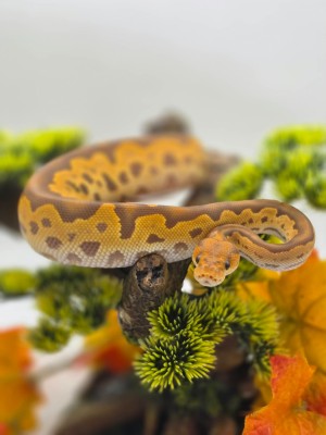 animal image