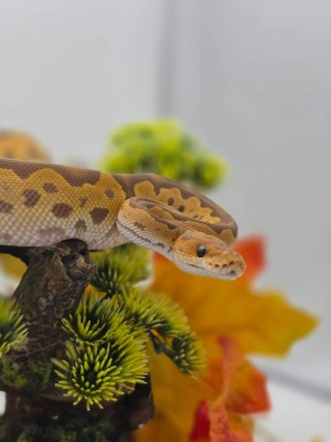 animal image