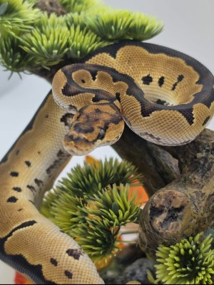 animal image