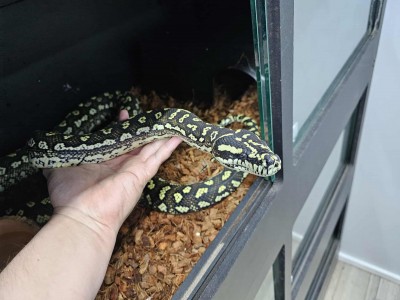 animal image