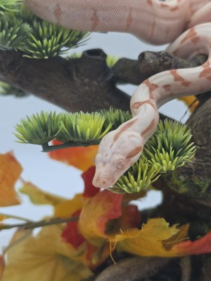 animal image