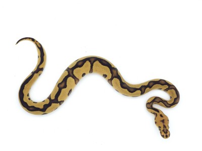 animal image