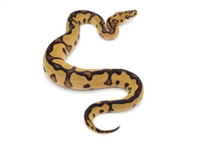 animal image