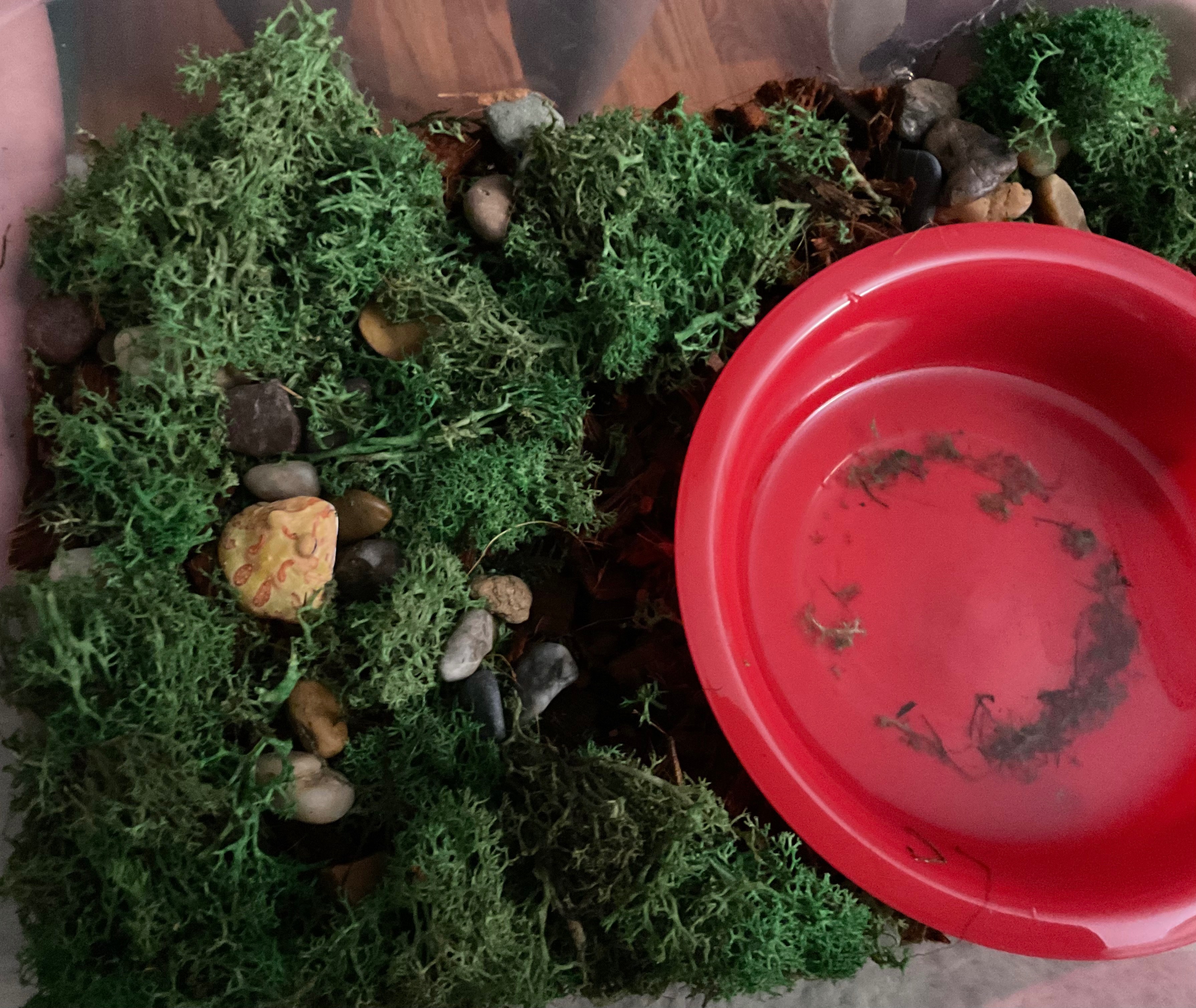 Pac-Man Frog Albino 2