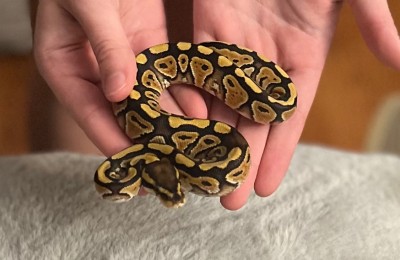 animal image