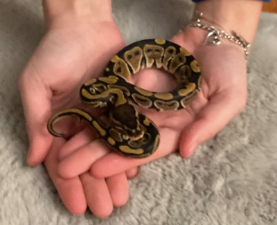 animal image