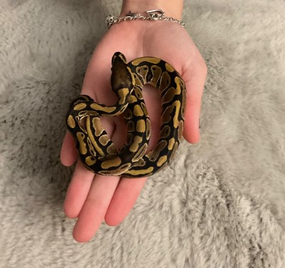 animal image
