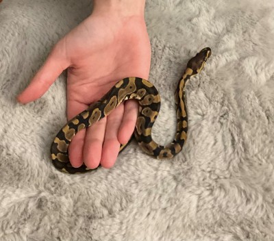 animal image