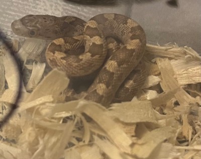 animal image