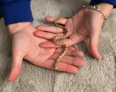 animal image