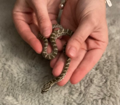 animal image