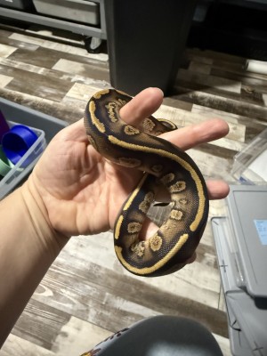 animal image