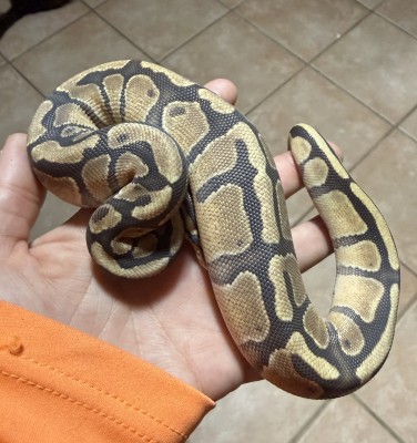 animal image