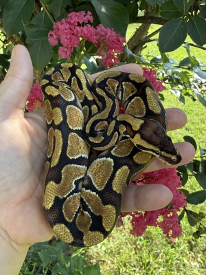 animal image