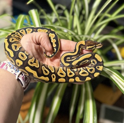 animal image