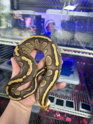 animal image