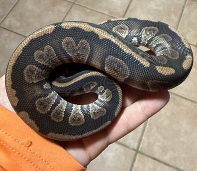 animal image