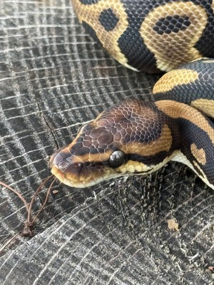 animal image
