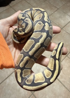 animal image