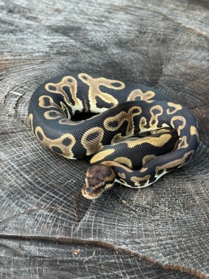 animal image