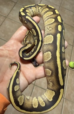 animal image