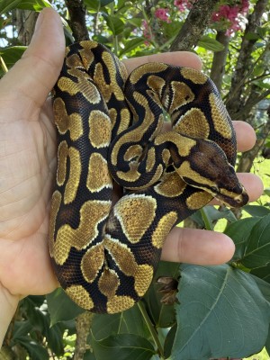 animal image