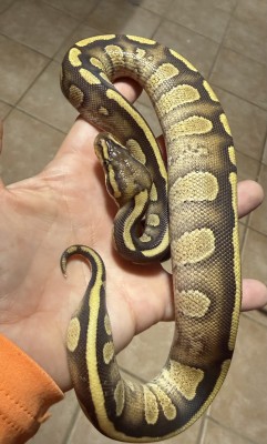 animal image
