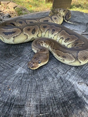 animal image