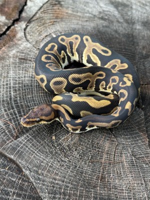 animal image