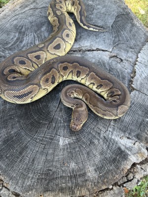 animal image