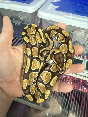 animal image
